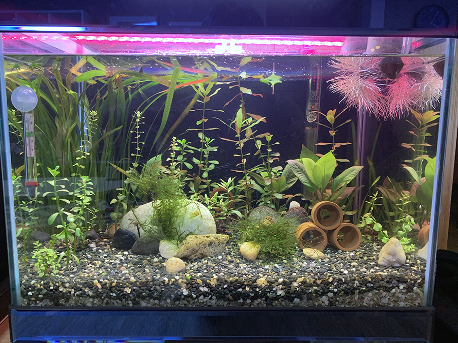 어항세팅 20일 후