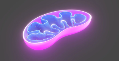 미토콘드리아의 기원