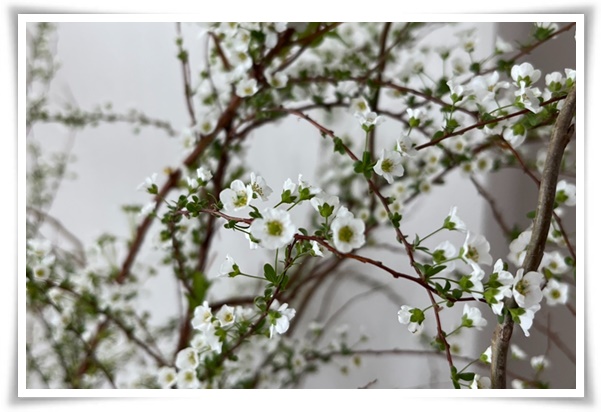 &quot;설유화&quot; 눈꽃보다 아름다운 꽃, 봄을 깨우는 순백의 기적!