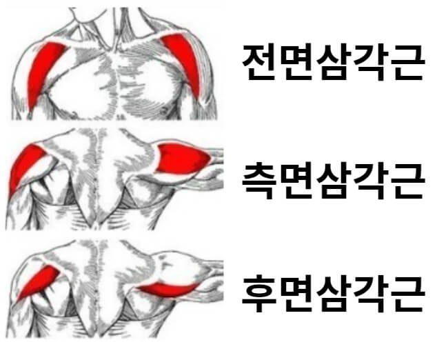 삼각근