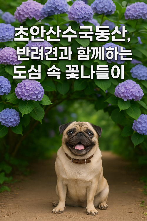 초안산수국동산, 반려견과 함께하는 도심 속 꽃나들이