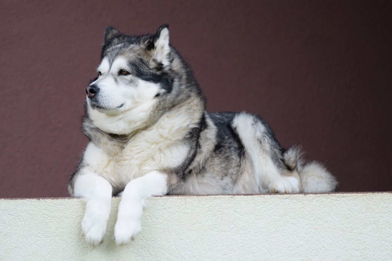 말라뮤트 (Alaskan Malamute)