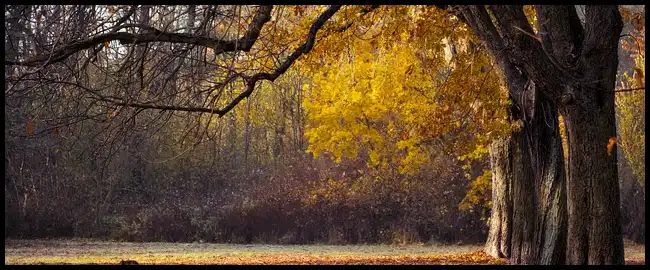 내장산 케이블카 예약방법, 요금, 주차장 정보 (+ 산행코스 )