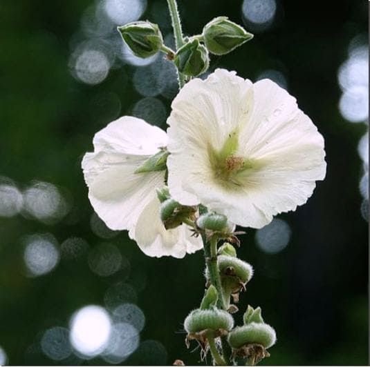 흰 접시꽃뿌리 효능 및 주요 성분 활용법과 주의점