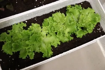 텃밭 상추 키우는 법 파종 간격 수확 연속수확 요령_16