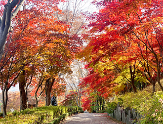 서울 단풍길 추천 BEST 7