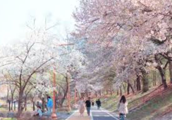 분당 벚꽃