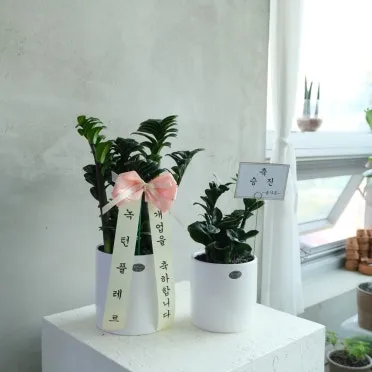 금전수 물주기 과습예방 배수층 만들기 흙선택 시니어도 편한 관리_8