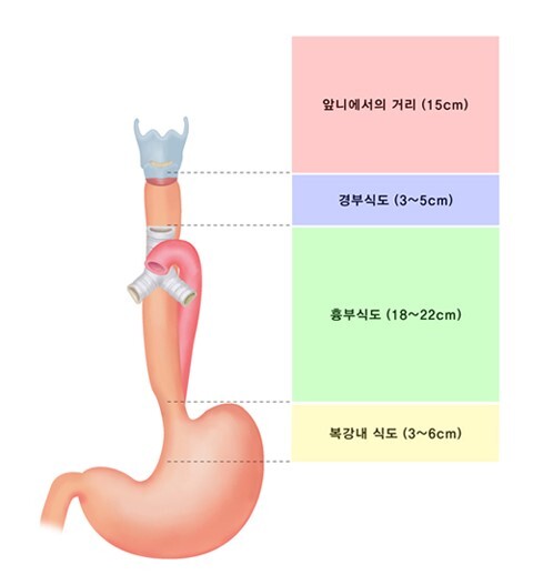 식도-부위별-명칭