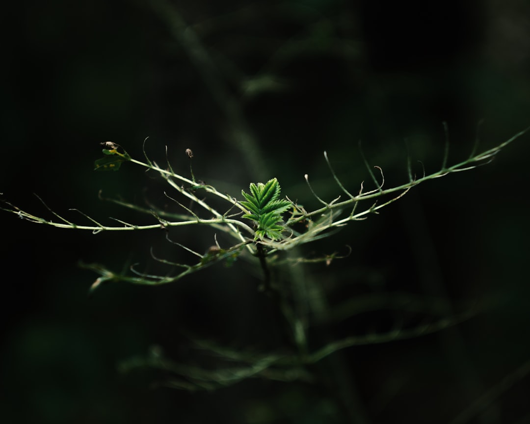 Regeneration