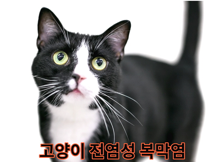 고양이복막염