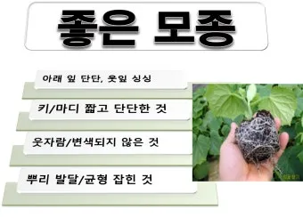 모종 고르는 법 줄기 굵기 잎색 뿌리상태 병해 흔적 확인_8