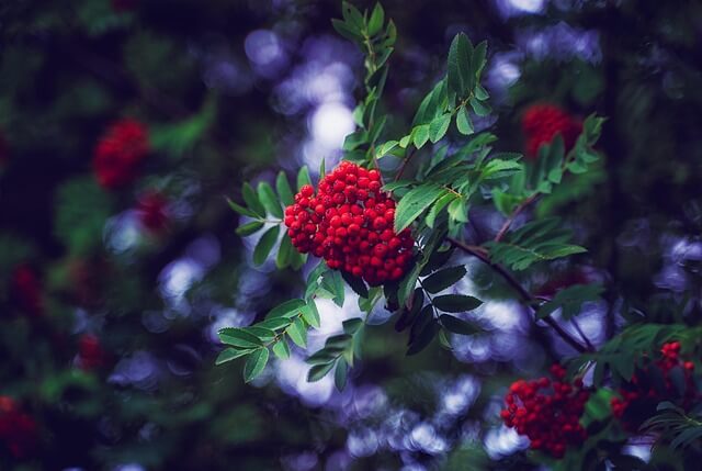 마가목 효능 총정리