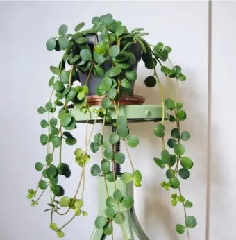 페페로미아 키우기 물주기 분갈이 빛관리 작고 예쁜 실내식물_3