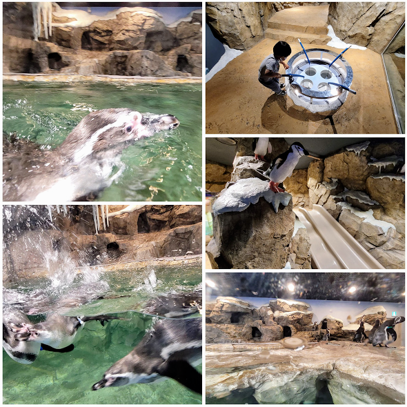 광교 아쿠아플라넷 다녀온 후기 사진 11