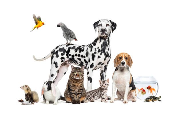 반려동물과 애완동물의 차이, 알고 계셨나요?