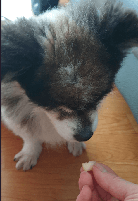 강아지가 복숭아를 먹어도 될까요?