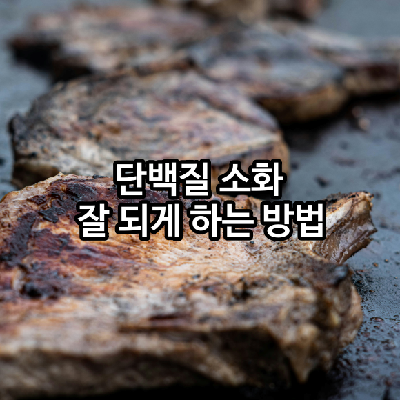 단백질 소화 돕는 방법