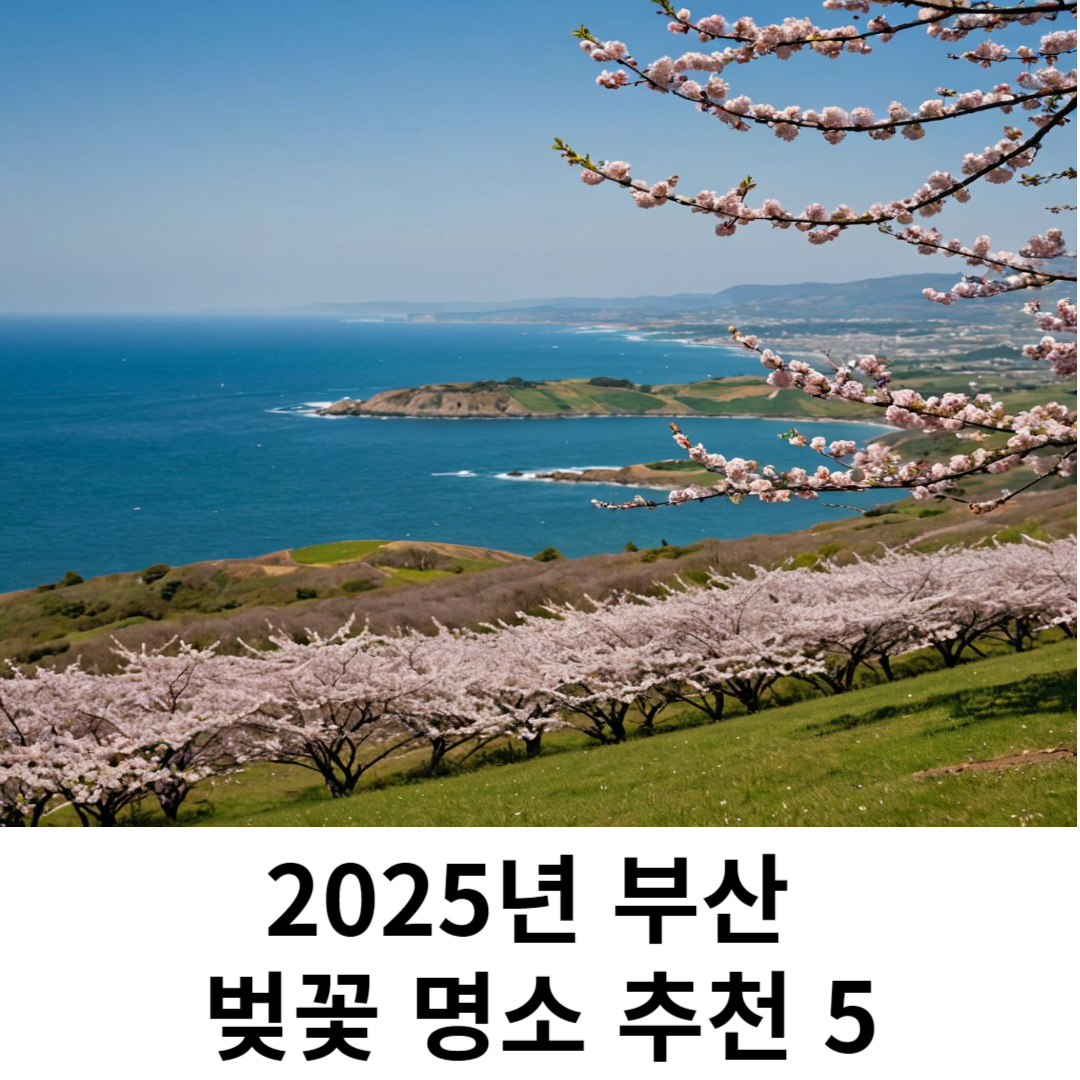 부산 벚꽃 명소 추천 관련 사진