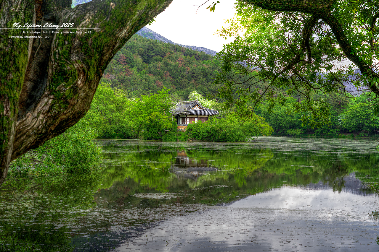 #밀양 #저수지 #위양지 #이팝