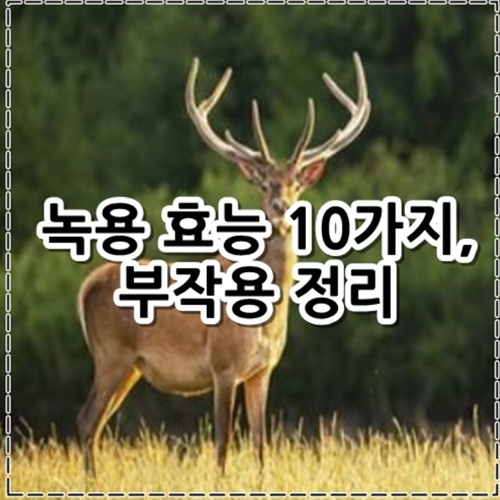 녹용 효능 10가지, 부작용 정리
