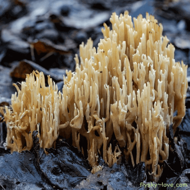 싸리버섯 고르는 법