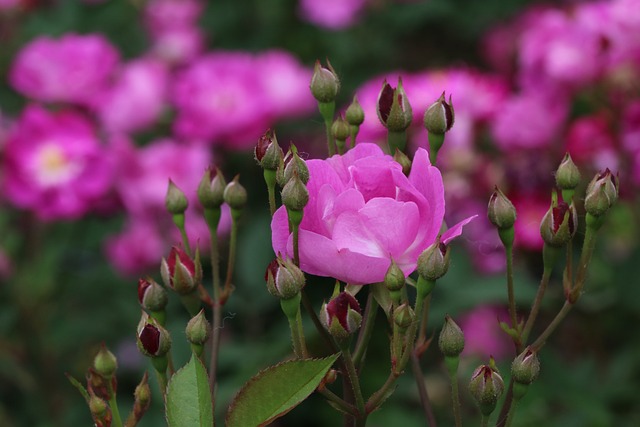 중랑 서울장미축제
