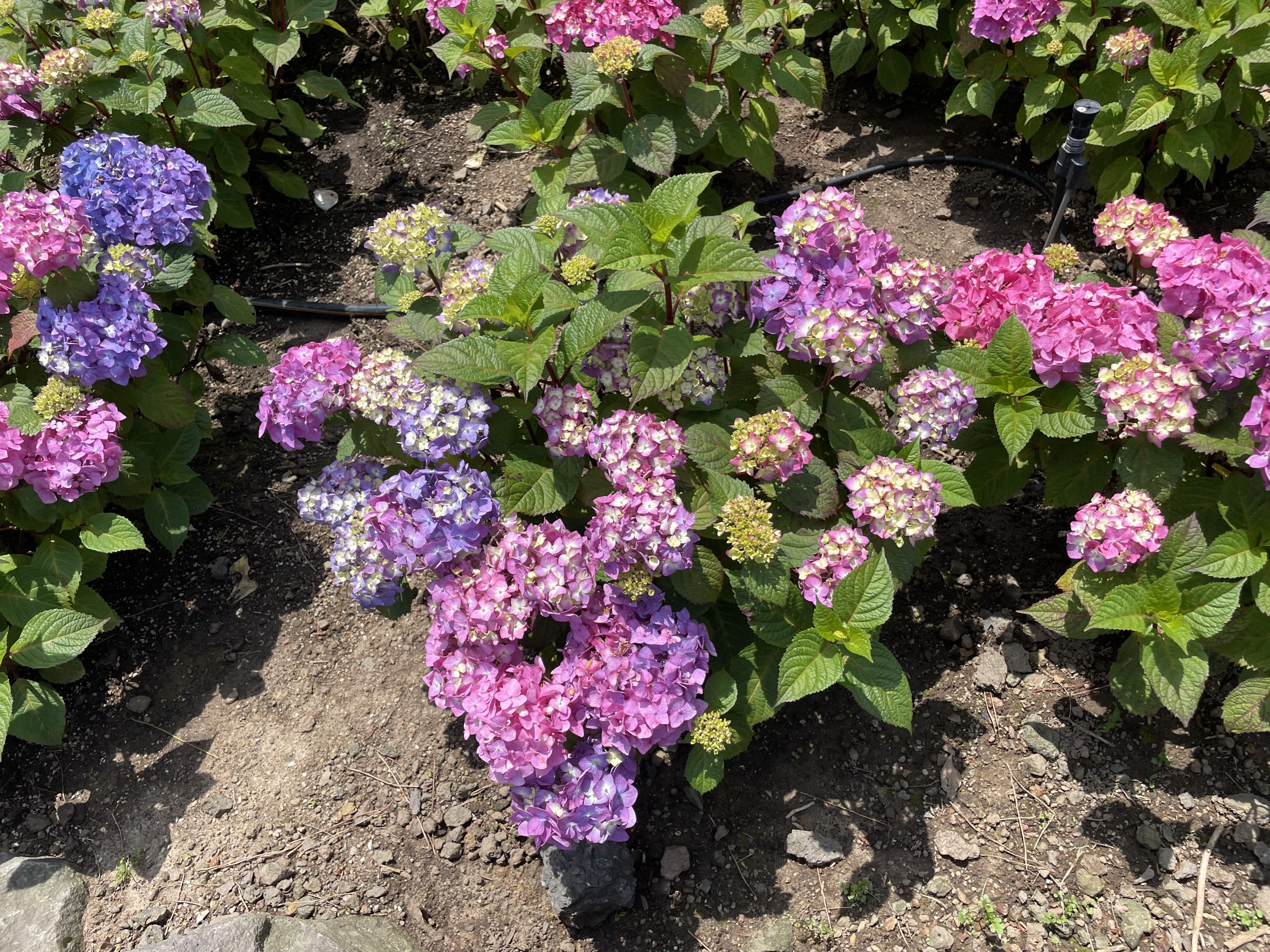 제주_수국_명소