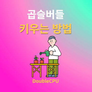 곱슬버들 키우기 물주기