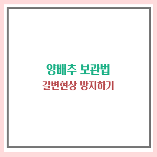 양배추 보관법