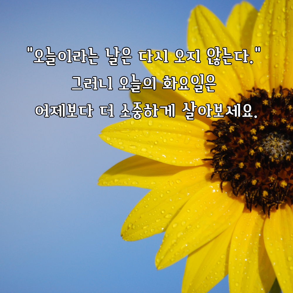 다시 오지 않을 오늘을 소중히 보내자는 화요일 글귀