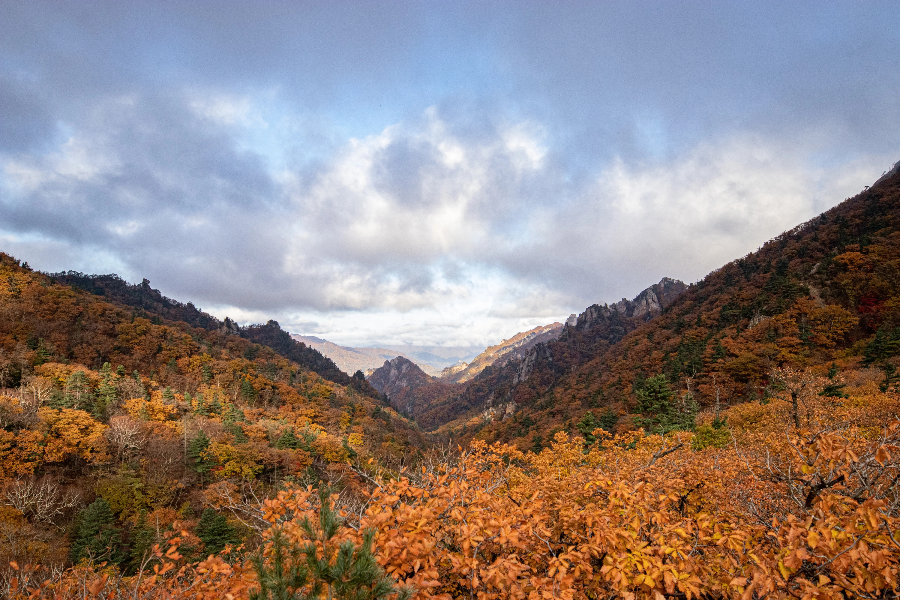 단풍 절정 시기 및 방문 흐름