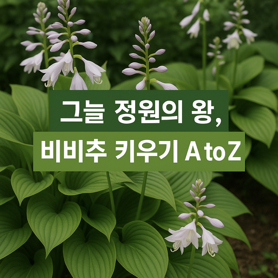 그늘 정원의 왕, 비비추 키우기 A to Z