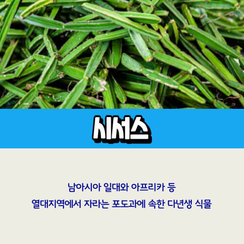 시서스_가루