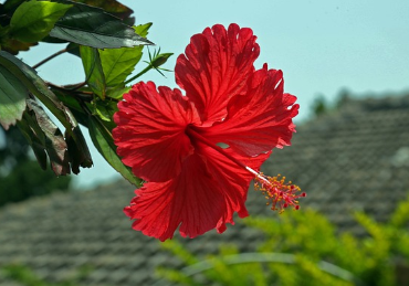 일본 오키나와 8월 날씨와 옷차림, 축제 정보