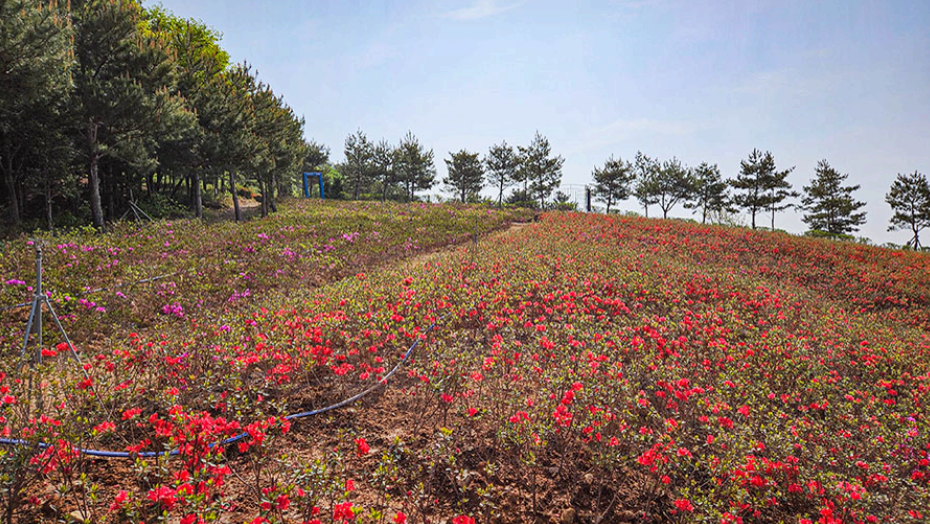 [4월 봄꽃 축제]제3회 영인산 철쭉제❘기간, 일정, 프로그램, 철쭉 개화 상황정리