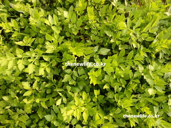 미나리 효능의 혈관 청소와 콜레스테롤 감소를 돕는 이소람네틴 성분이 풍부한 실물 사진
