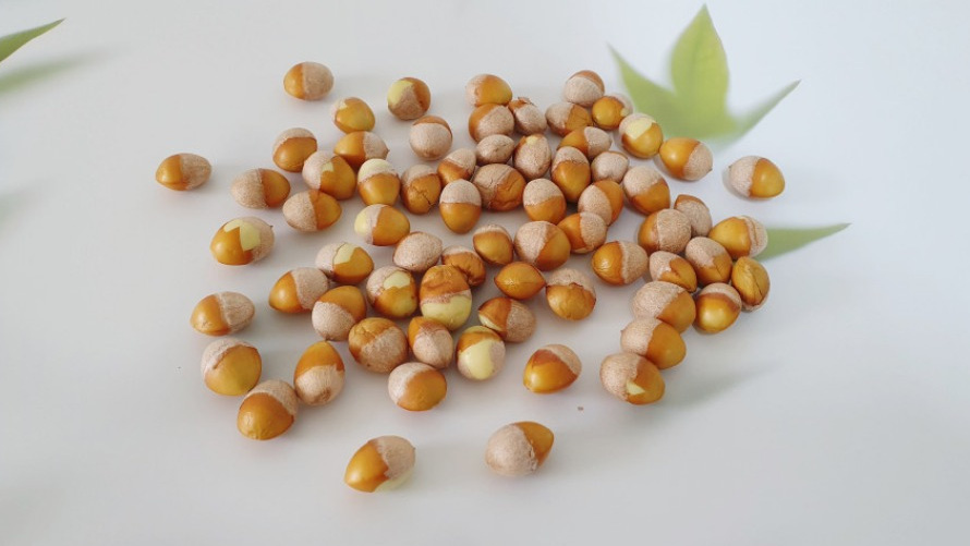 야생의 은행나무에서 채취를 한 은행 열매의 껍질을 까서 속 알맹이만을 잘 세척해서 건조한 후&#44; 하얀 바닥 위에 흩어 놓고 찍은 사직