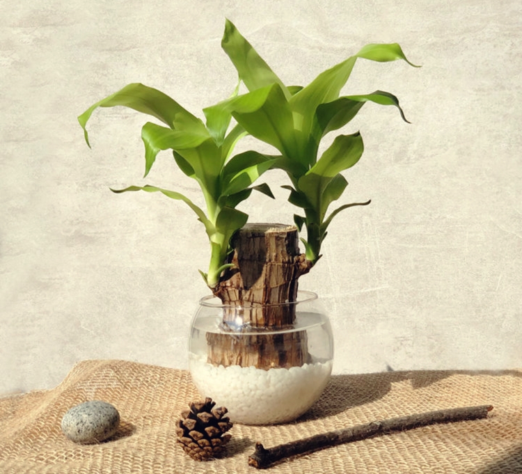 행운목으로 실내를 꾸민 모습