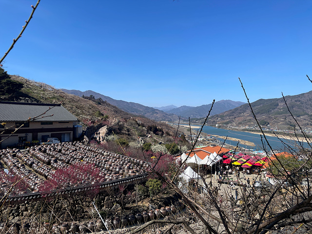 24년 광양 매화 축제 일정 요금 주차