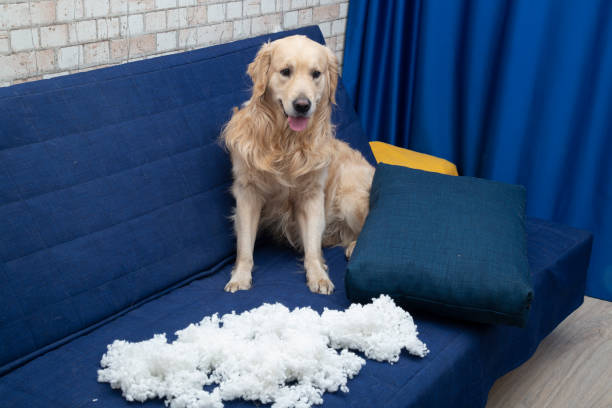 분리불안 예방을 위한 환경 조성