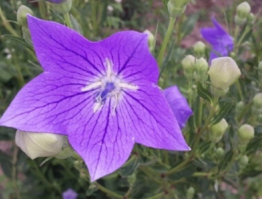 도라지 파종시기