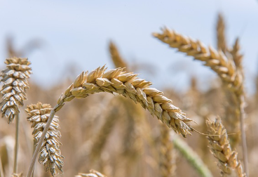 밀 파종시기와 거름 주는 방법 알아보기 1