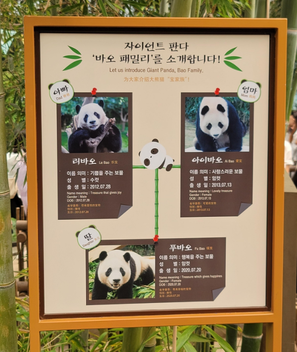 자이언트 판다 바오 패밀리 소개(푸바오 가족 소개)