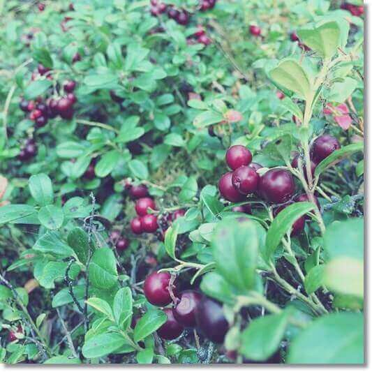 붉게 익은 크랜베리