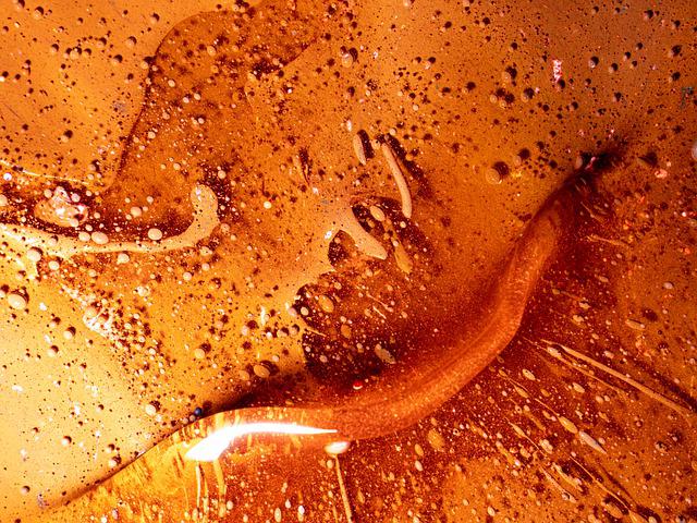 프로폴리스 효능