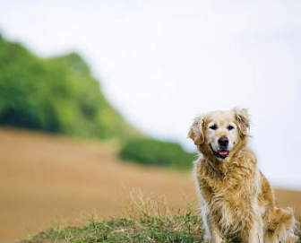 강아지 나이 알아보는 방법ㅣ강아지 나이 환산