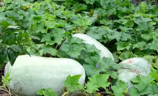 동과-약용식물-윈터멜론