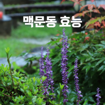 맥문동 효능