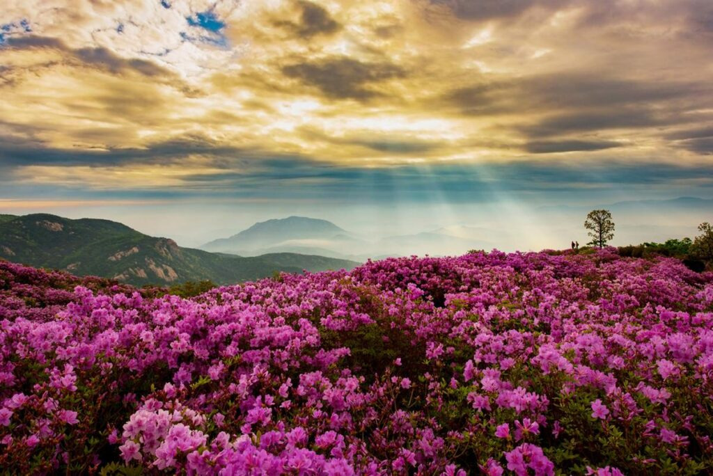 황매산 철쭉제, 사진 = 합천군청 홈페이지